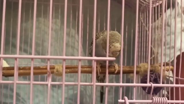 Перекрашенный снегирь смотреть онлайн