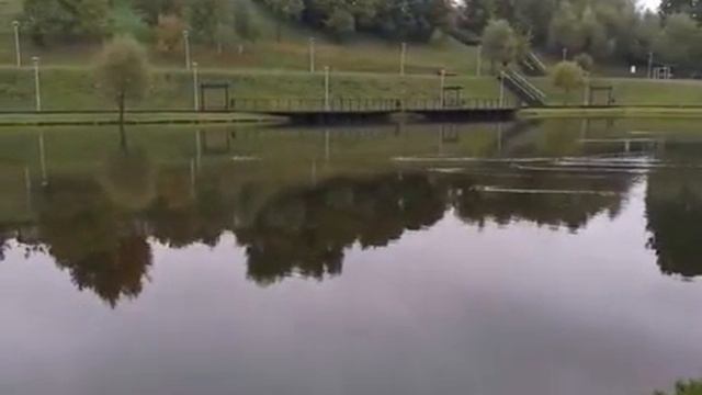 Утки плывут на разборки :-)) смотреть онлайн