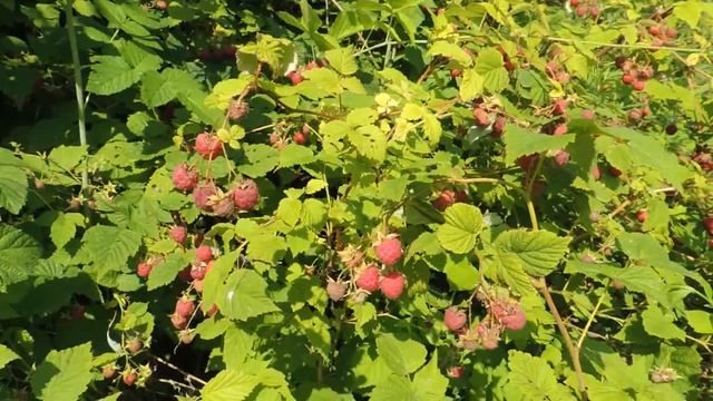 Малиновый звездопад. смотреть онлайн
