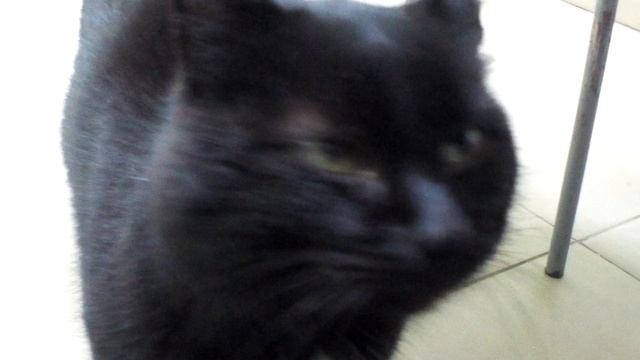 Жарю котлетки смотреть онлайн