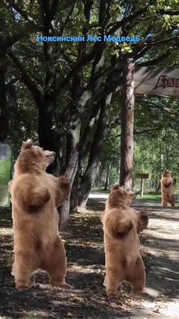 Казани Ноксинский Лес Медведь Мишка Гумибер смотреть онлайн