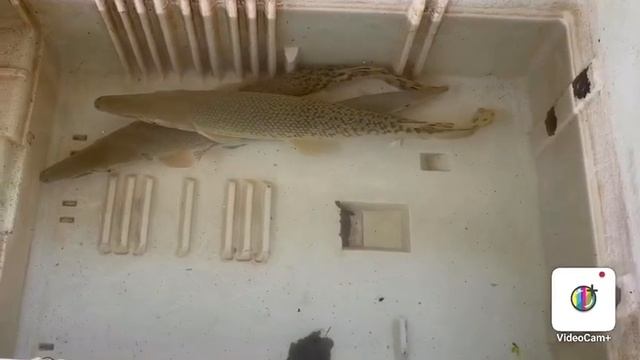 Alligator Gar fish (King Monster) basic things in Malayalam смотреть онлайн