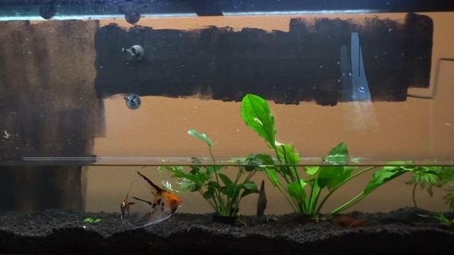 Blacking Out My $1200 Fish Tank!