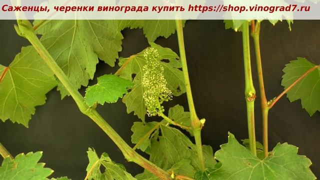 ГФ винограда Вернисаж, селекция Калугина, тип цветка, размер соцветий смотреть онлайн
