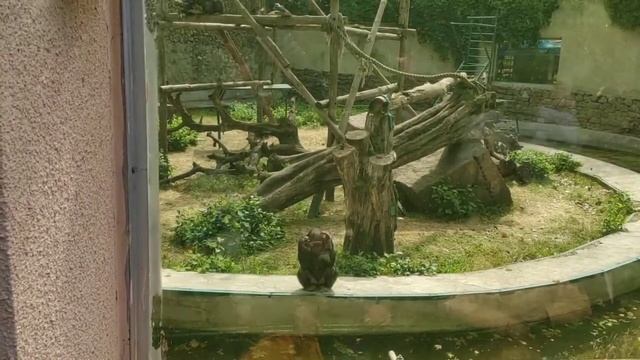 Evolution in action! A Chimp asks for food like a human in ukrainian zoo. смотреть онлайн