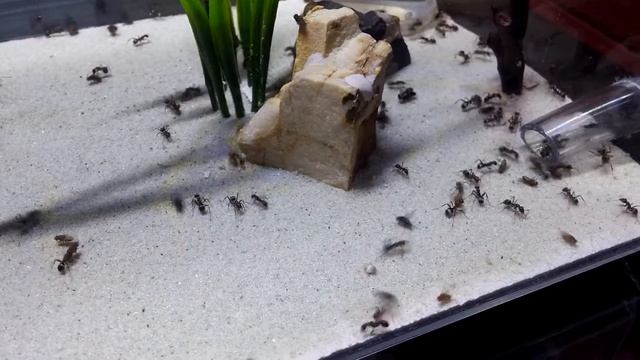 Formica moki смотреть онлайн