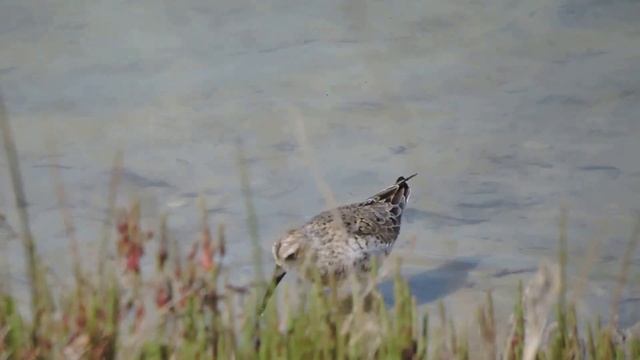 Curlew sandpiper, Piovanello (Calidris ferruginea) Little Stint , Gambecchio (Calidris minuta) смотреть онлайн