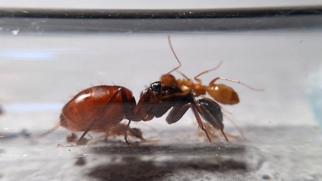 Je reçois et découvre une espèce de fourmi venant du nouveau site de ANT ON TOP смотреть онлайн