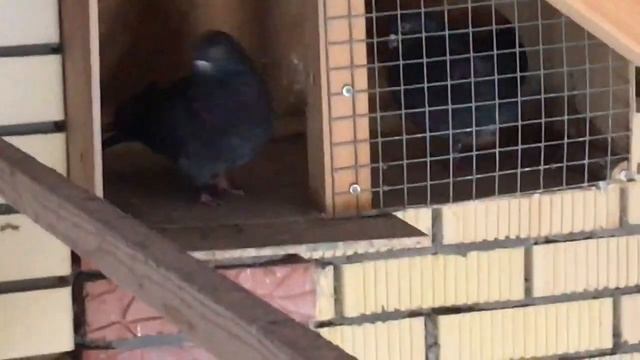 Чистопольские сивари смотреть онлайн