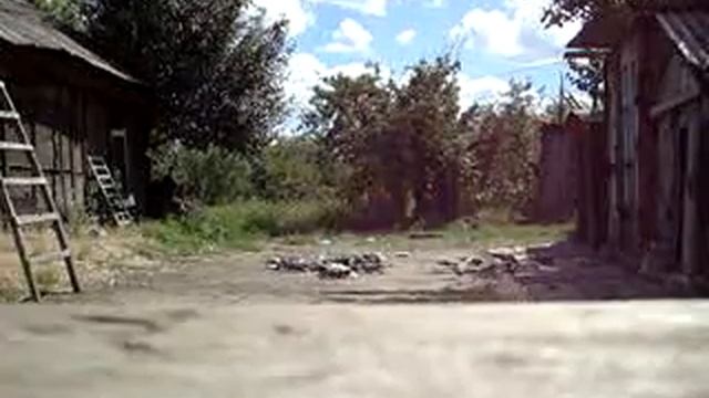 не сел блакетный голуб торцовый. смотреть онлайн