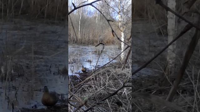 Подсадные утки Еськова Александра 19.04.2016 смотреть онлайн