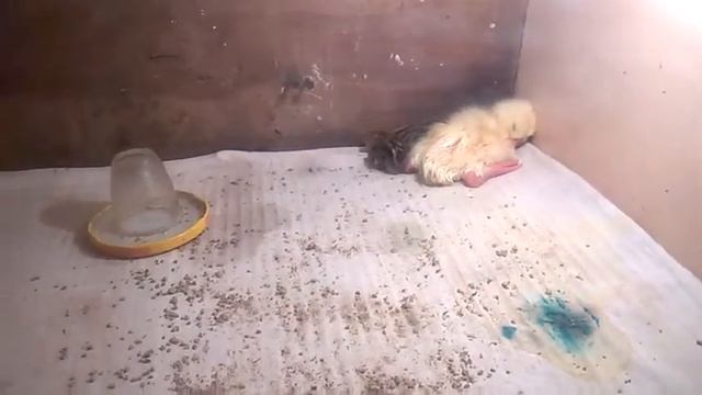 Вывелись две перепелки и гусёнок. смотреть онлайн