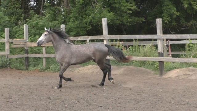ДЕЛЕГАЦИЯ смотреть онлайн