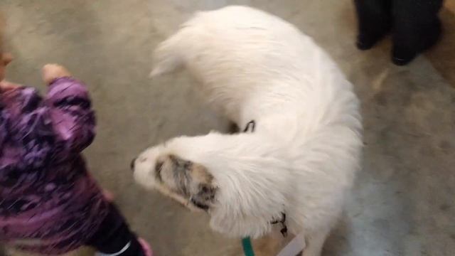 Woof fest 7 \ Приют "Домашний" смотреть онлайн