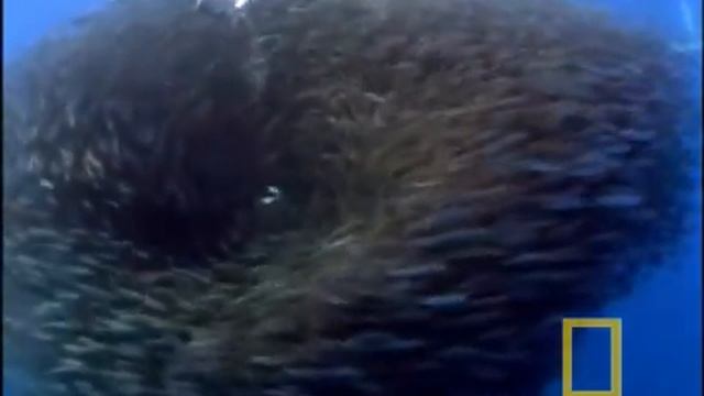 Wild Bluefin Tuna смотреть онлайн