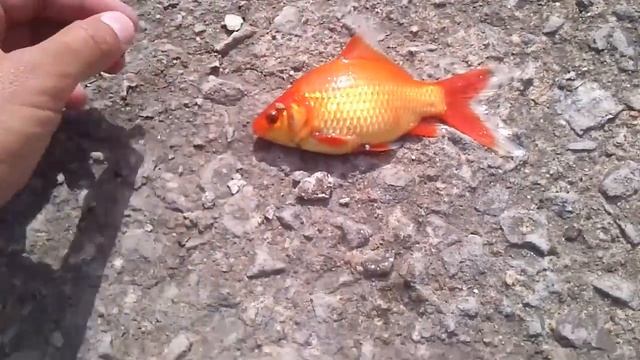Красный карасик смотреть онлайн