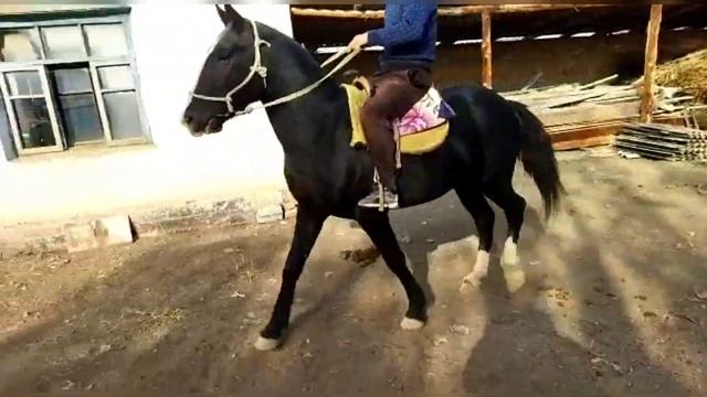 Кара кашка Кунан сатылат тел:+996500310101/Дареги Аксы Баасы Келишимдуу смотреть онлайн