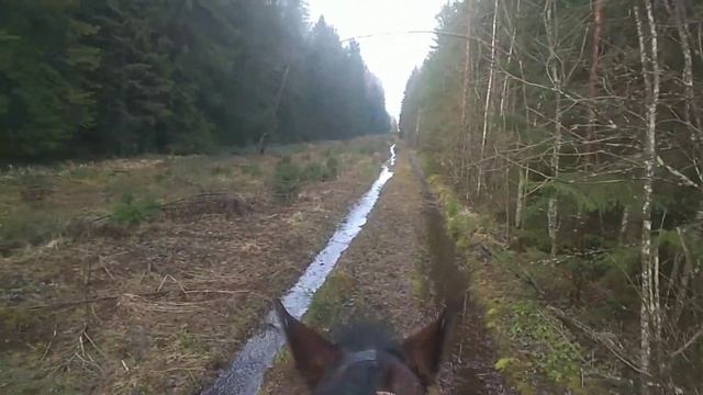 Прогулка на лошади в лесу смотреть онлайн