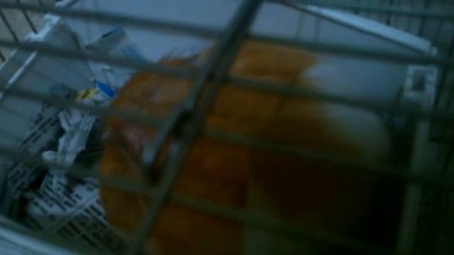 ДЖУДИ,ПОЧЕМУ МЫ ТАК ДОЛГО НЕ СНИМАЛИ ВИДЕО 23.01.2017.Хомы смотреть онлайн