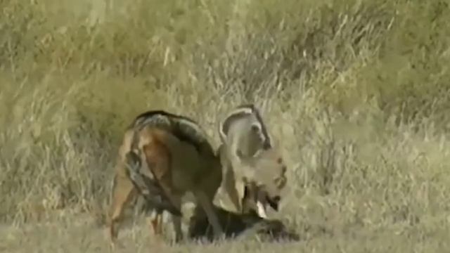 CARACAL is a CAT-JUMPER, a Bird Hunter! Caracal vs Jackals and Birds смотреть онлайн