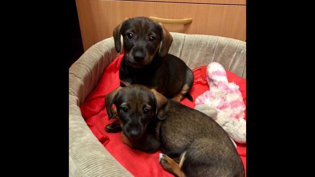Это история о двух щенках, которых оставили осенью на улице #labradorretriever #собака #doglover смотреть онлайн