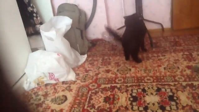 Мой кот гамлет смотреть онлайн