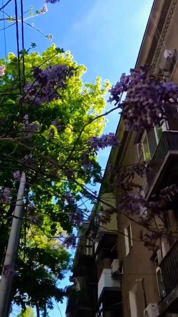 🌸💜ОДЕССА 12 МАЯ УЛИЦА ЛЬВА ТОЛСТОГО ЦВЕТЁТ МНОГО ДЕРЕВЬЕВ, КАК НАЗЫВАЮТСЯ ОНИ? #одесса #одеса смотреть онлайн