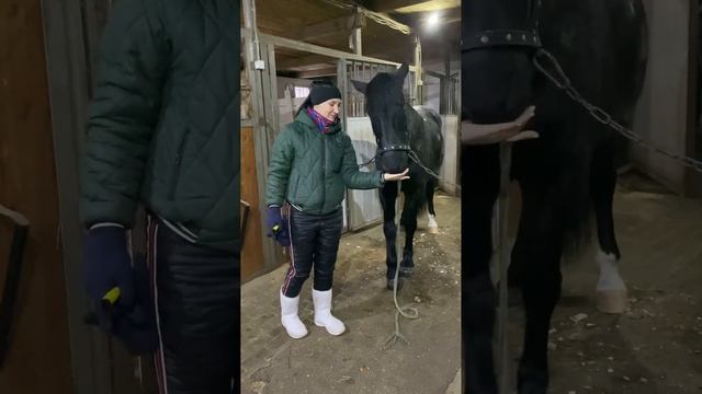 доброе утро в конюшне смотреть онлайн