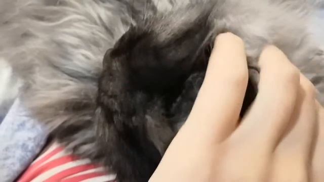 Тайны кошачего "Мяу" Бегемота. Мурлыканье, и нежное почесывание. смотреть онлайн