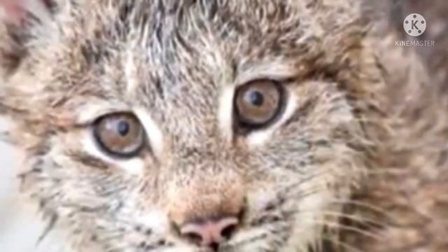Бабушка взяла домой слепого котёнка, а он вырос и оказался совсем другим животным смотреть онлайн