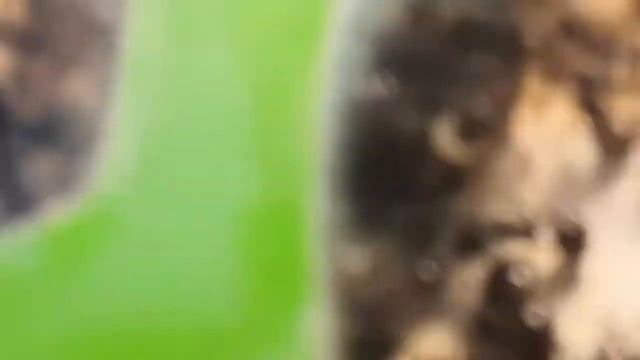 Скоро пополнение муправьиной семьи. смотреть онлайн