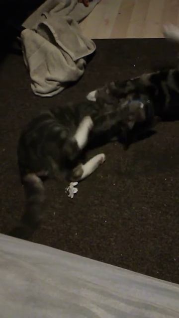 2 furry pussies going at it смотреть онлайн