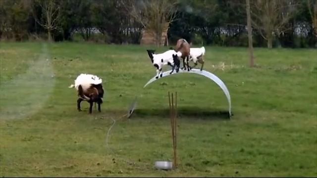 'Goat'ta have fun смотреть онлайн