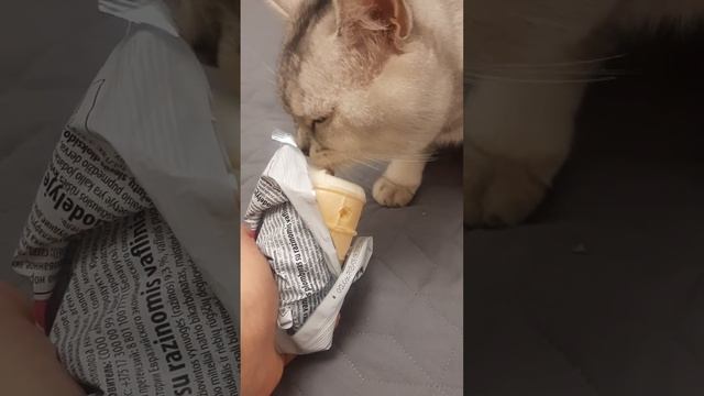 Кот впервые ест/лижет мороженое😺👌 смотреть онлайн