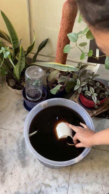 Water soluble fertilizer for indoor plants #houseplants #indoorplants #plants #plantcare #fertilize смотреть онлайн
