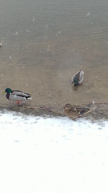 Утки кряквы 🦆🦆 08.04.2025 смотреть онлайн