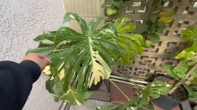 Half Moon, Thai Constellation Monstera Deliciosa смотреть онлайн