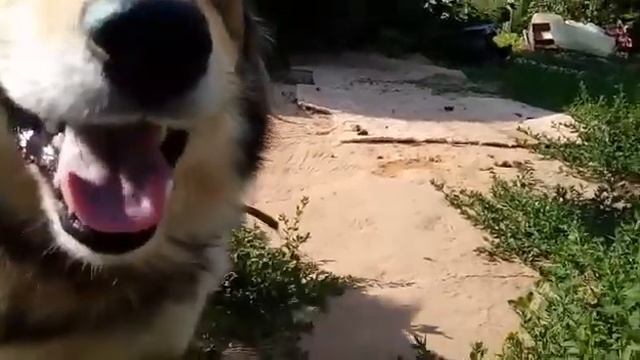 Мои домашние животные смотреть онлайн