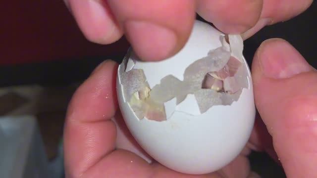 Помогаю цыплятам появиться на свет🐣Продолжение,китайский инкубатор ряба 36_ 28-29 марта 2025 года смотреть онлайн