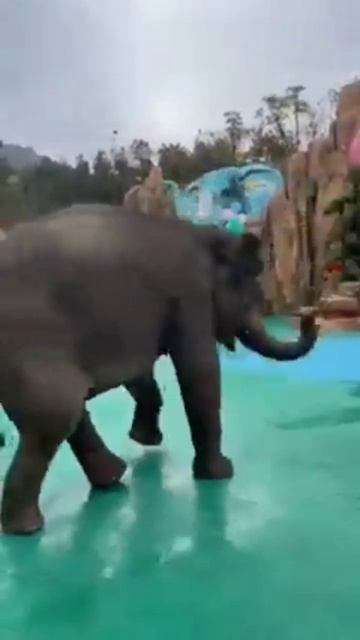 Gajraj 😘 #shorts #short #viral #trending #tranding #gajraj #hathi #elephant #albadi_balak_status смотреть онлайн