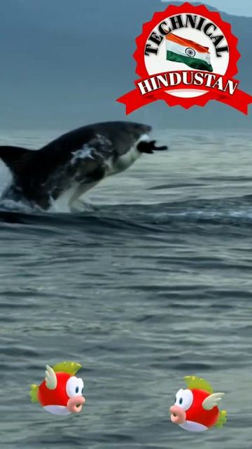 #Sharkfish #marinelife #seafish #freshwaterfish #carpfish #fish #youtubevideos #firstshortvideoclip смотреть онлайн