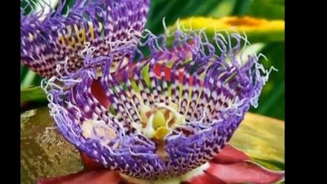 Top Most Unique Flowers in the World смотреть онлайн
