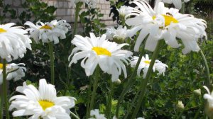 Лишь наслаждайтесь красотой   *  Мой сад