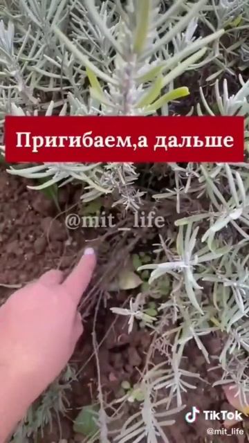 #огород #цветы #лаванда смотреть онлайн