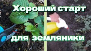 Как ухаживать за крупноплодной земляникой весной