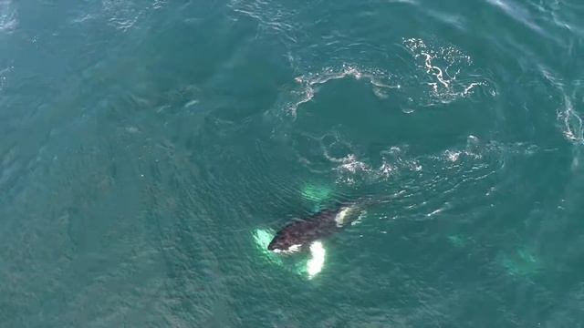 Killer Whales Harass Bird смотреть онлайн