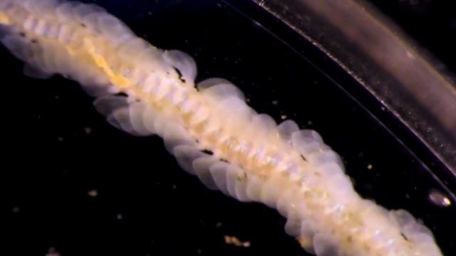 A paddle worm collected on the CSIRO RV Investigator voyage to the abyss смотреть онлайн