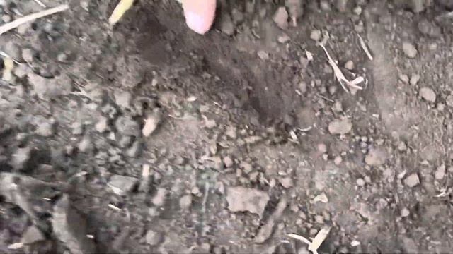 Солонци.Норма висіву.Посів люцерни 6.03.24.на півдні Одеської області. смотреть онлайн