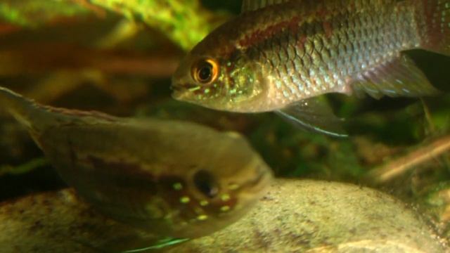 Der Tüpfelbuntbarsch Laetacara curviceps смотреть онлайн