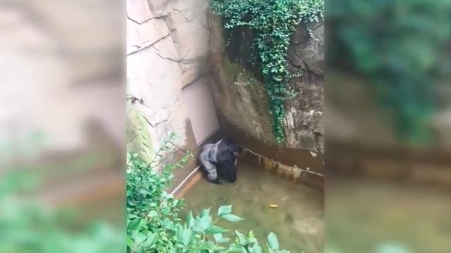 Response to BOY IN GORILLA PIT смотреть онлайн